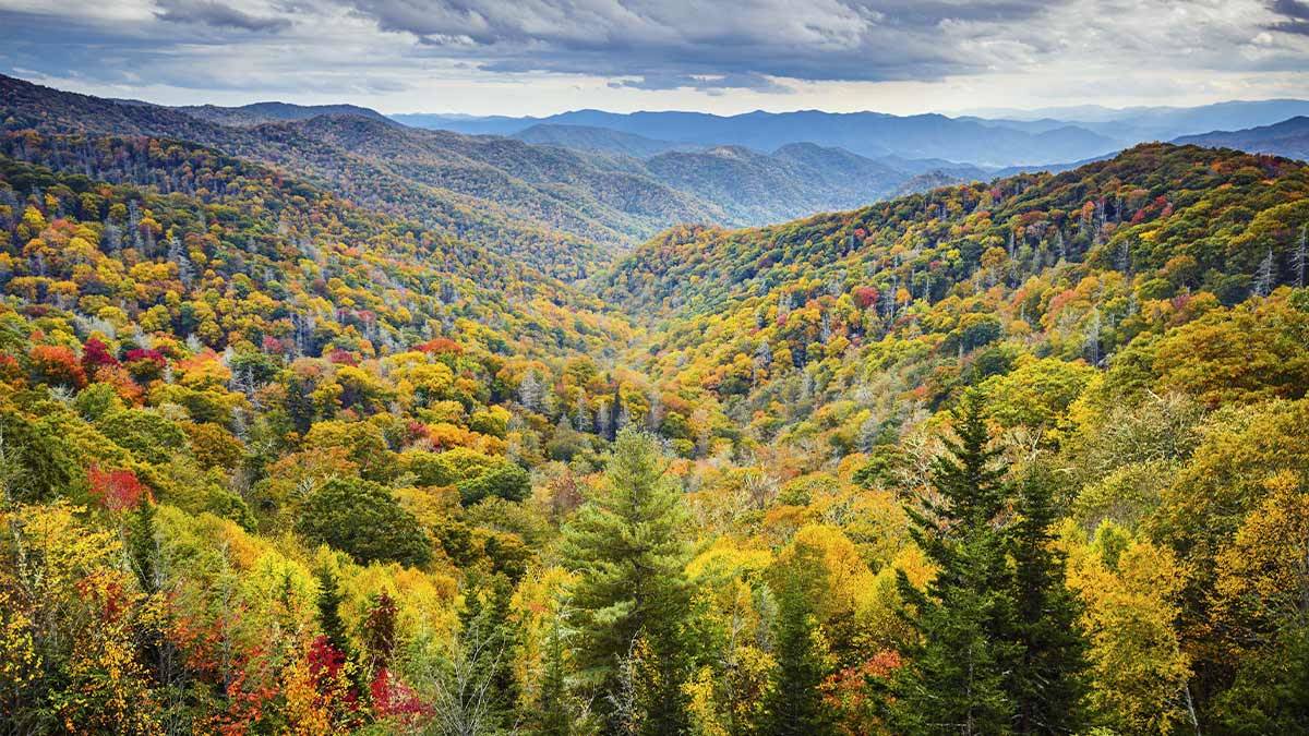 fall foliage in smoky mountains